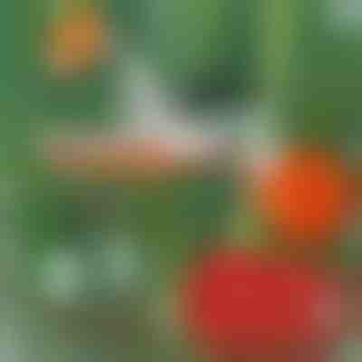 Profesionalna spajalica za biljke | PLANTBRAND